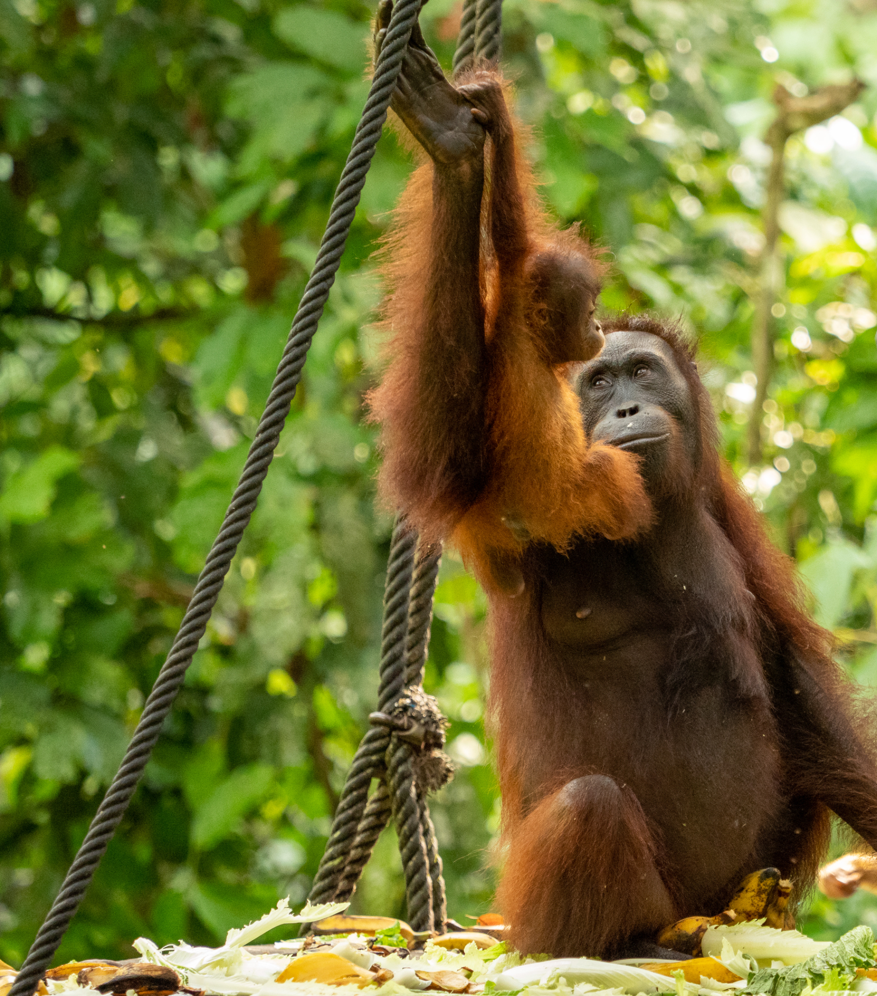 Orangutan and baby 1